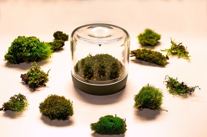 Finding-the-right-moss-for-your-lovely-little-mossarium